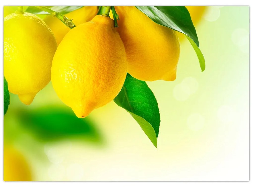 Sklenený obraz citrónov (70x50 cm)