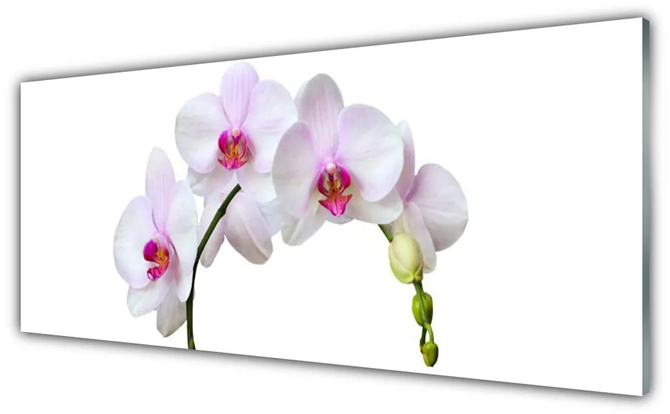 Obraz plexi Vstavač orchidea kvety 125x50 cm