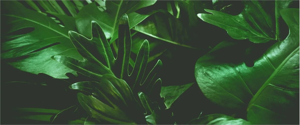Obraz - Palmové listy (120x50 cm)
