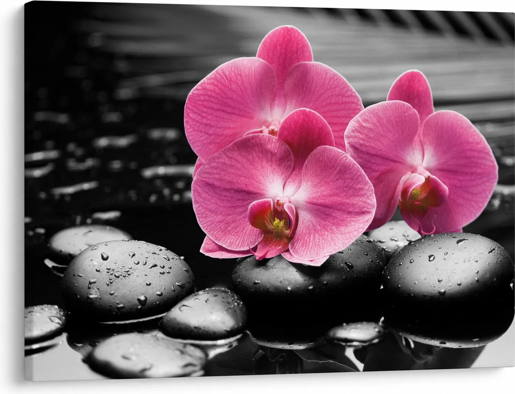 Obraz - Ružové orchidey (70x50 cm)