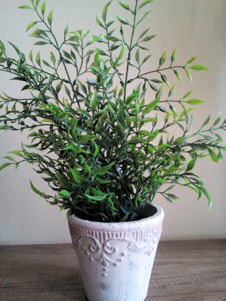 Mini bamboo v črepníku