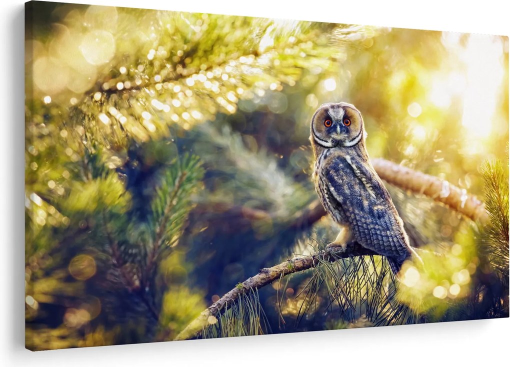 Obraz sovy na strome (90x60 cm)