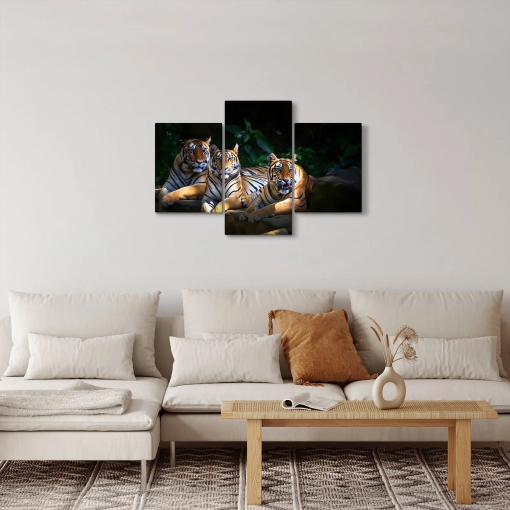 Obraz - Tigrii bratia (90x60 cm)
