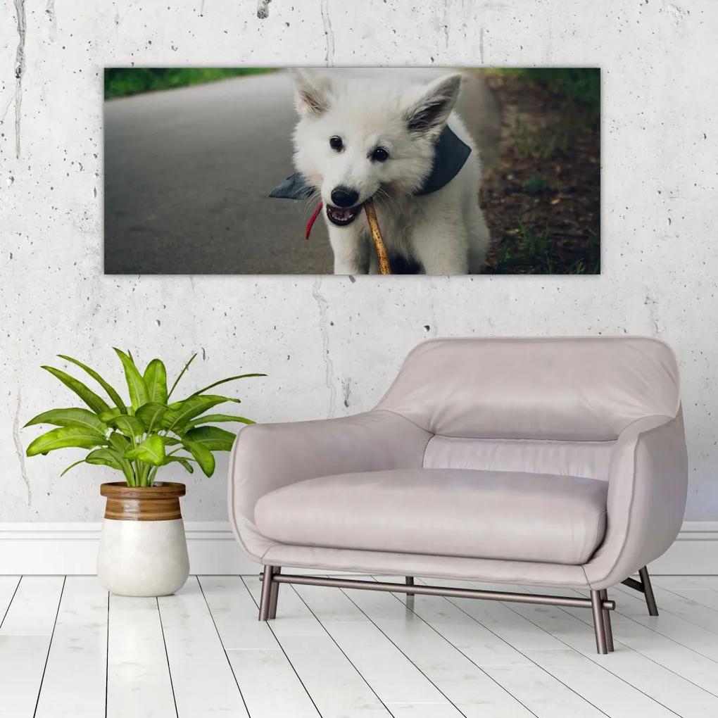 Obraz bieleho psíka (120x50 cm)