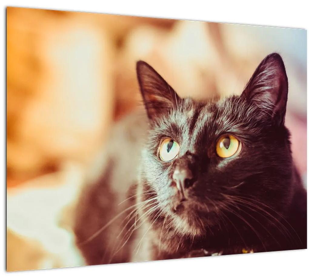 Sklenený obraz čiernej mačky (70x50 cm)