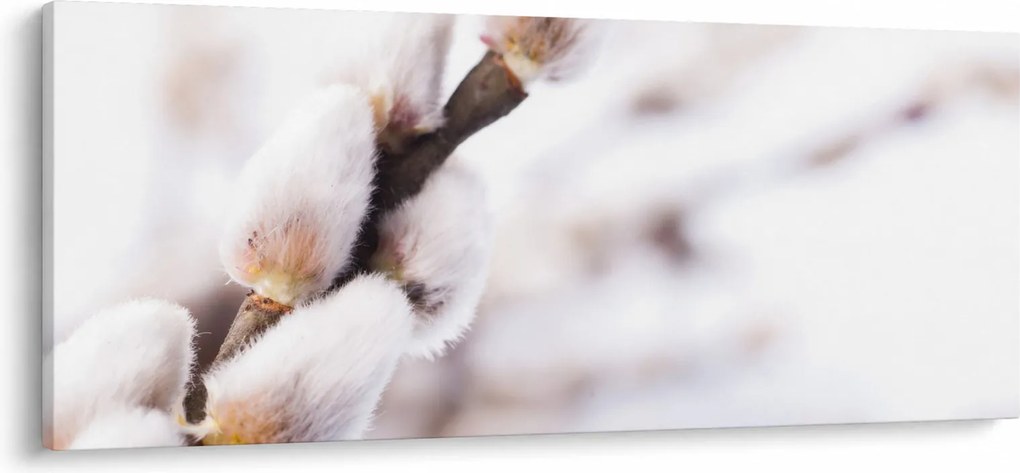 Obraz - Vetva mačičky (120x50 cm)