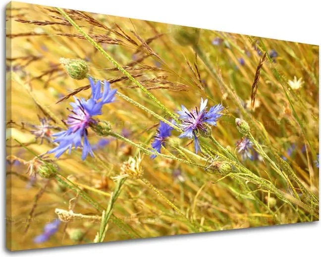 Obraz na stenu KVETY KV082E11 - 40x60 cm