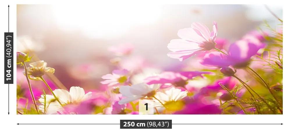 Fototapeta Vliesová Sedmokrásky kvety 152x104 cm