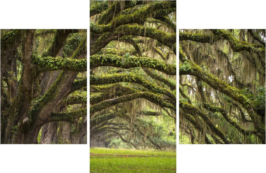 Obraz - Oaks Avenue, Charleston, Južná Karolína, USA (90x60 cm)