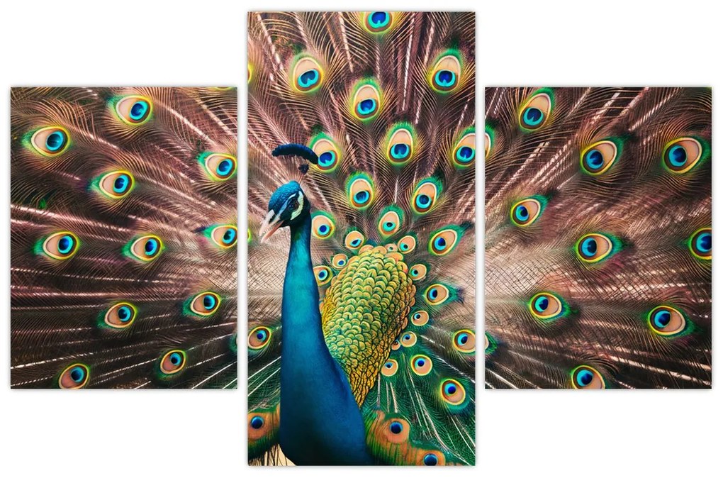 Obraz - Páv (90x60 cm)