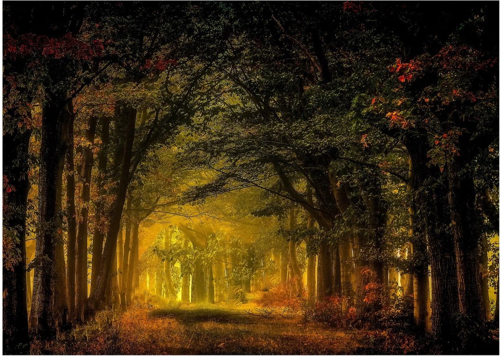 Sklenený obraz lesu (70x50 cm)
