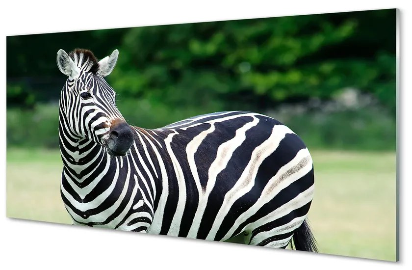 Obraz na akrylátovom skle Zebra box 140x70 cm