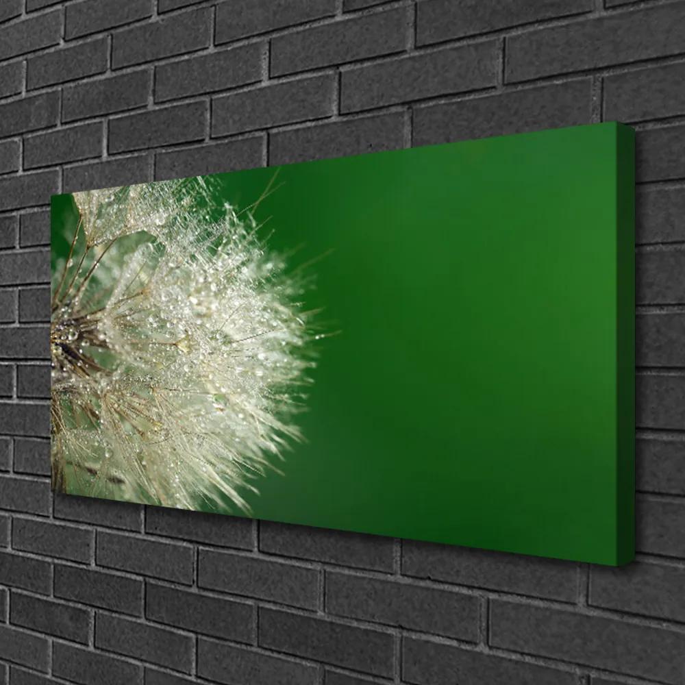 Obraz na plátne Púpava rastlina 120x60 cm