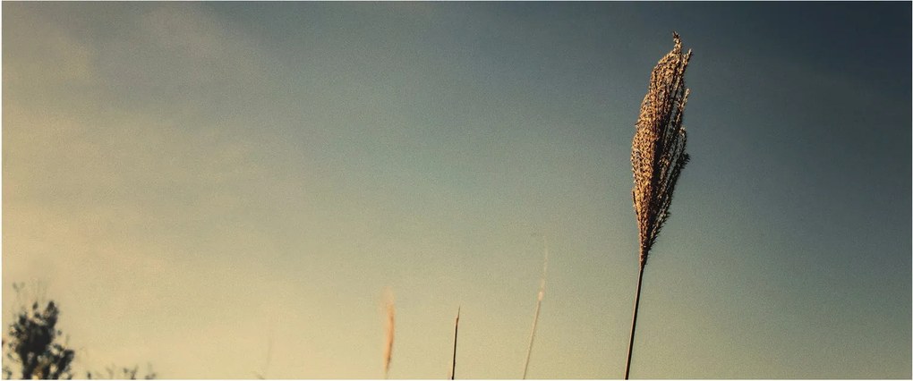 Obraz s trávou (120x50 cm)