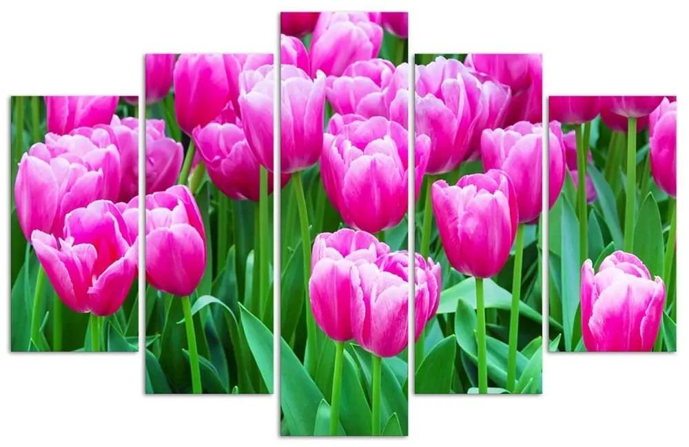 Obraz na plátně pětidílný Růžové tulipány - 150x100 cm