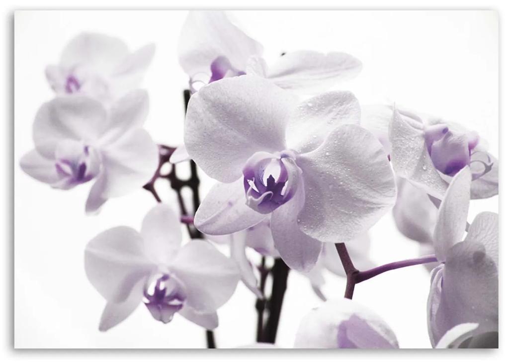 Gario Obraz na plátne Biela a fialová orchidea Rozmery: 60 x 40 cm