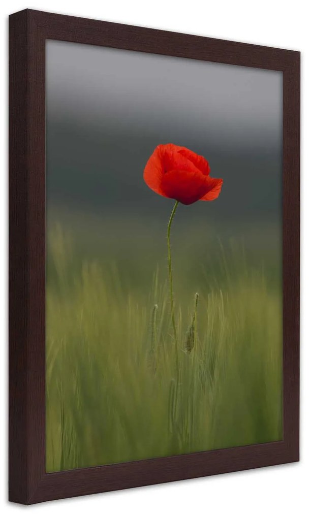 Gario Plagát Mak na poli Farba rámu: Bez rámu, Rozmery: 40 x 60 cm