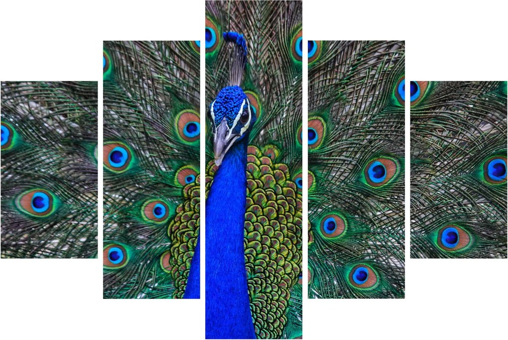 Obraz - Páv (150x105 cm)