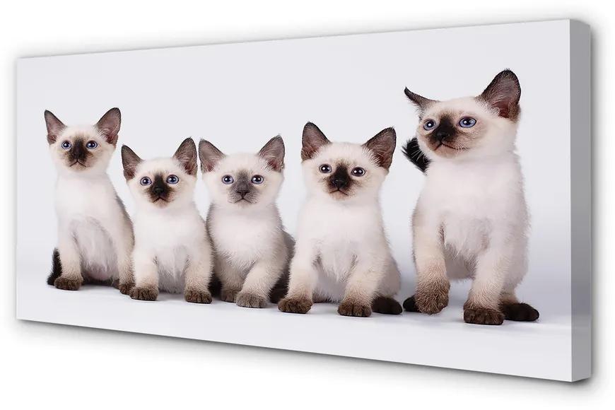 Obraz na plátne malé mačky 120x60 cm