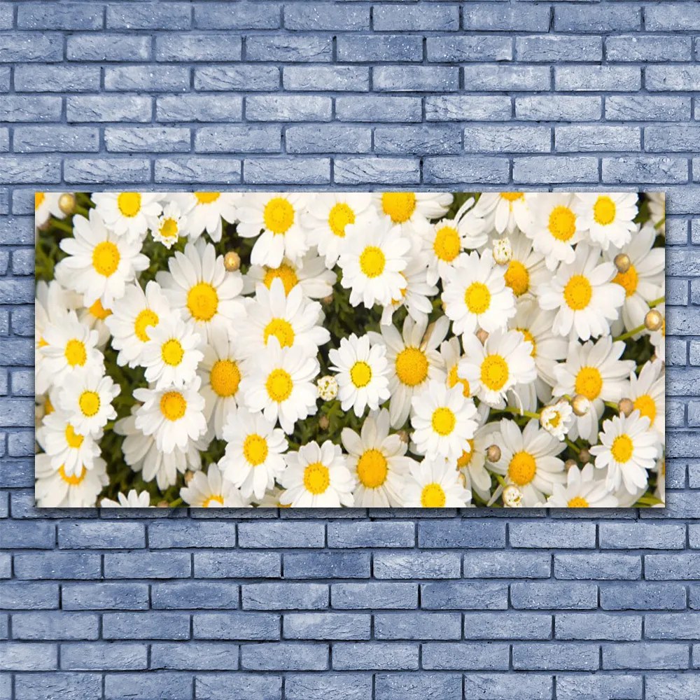 Obraz plexi Sedmokrásky kvety 120x60 cm