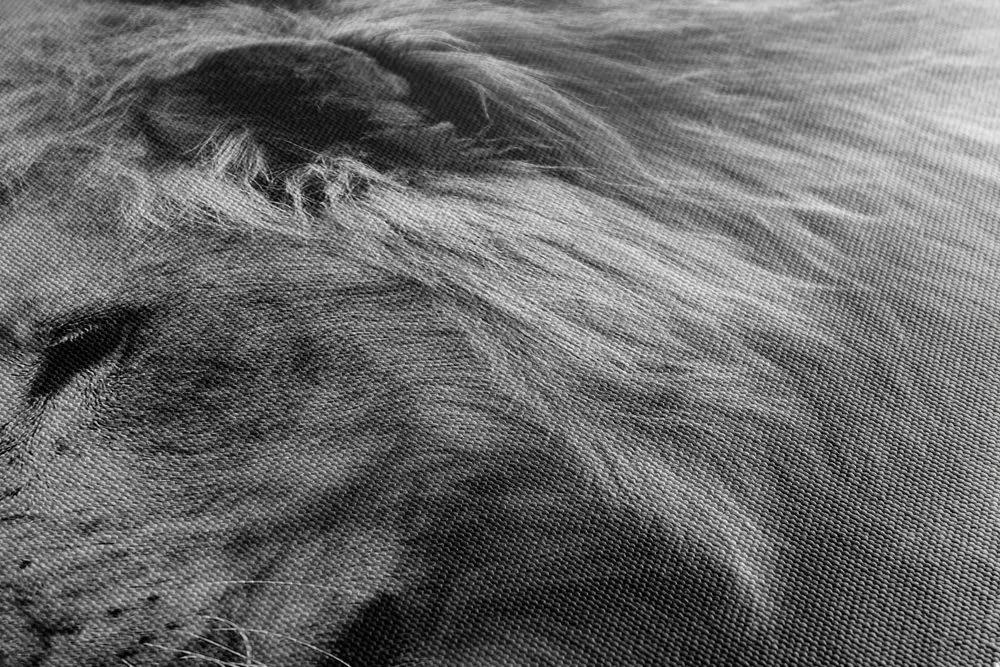 Obraz africký lev v čiernobielom prevedení Varianta: 120x80