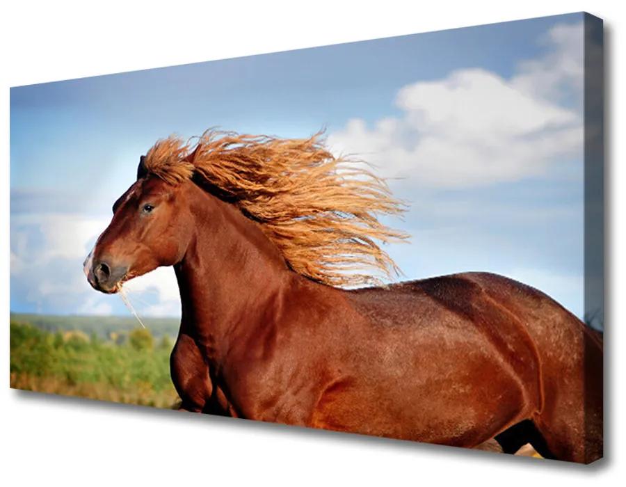 Obraz na plátne Kôň zvieratá 140x70 cm