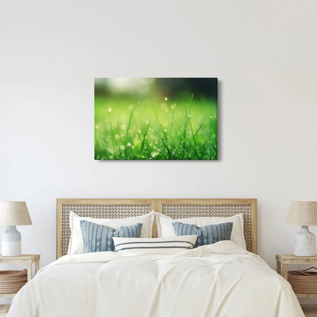 Obraz - rosa na tráve (90x60 cm)