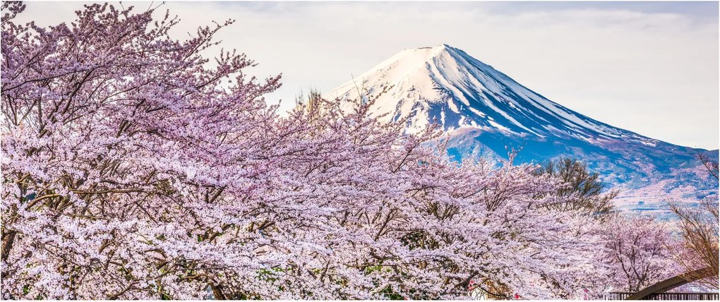 Obraz - Japonsko na jar (120x50 cm)