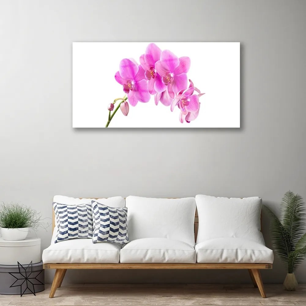 Obraz plexi Vstavač kvet orchidea 100x50 cm