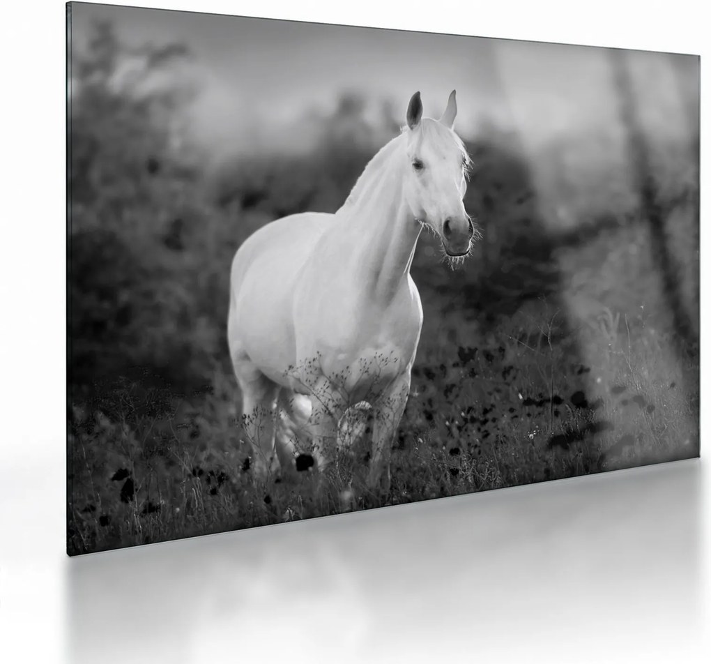 Sklenený obraz bieleho koňa na lúke, čiernobiela (70x50 cm)