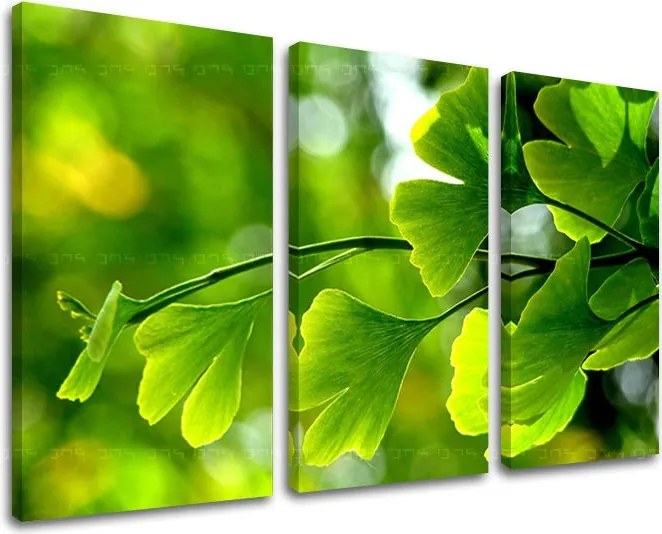 Obraz na stenu 3 dielny RASTLINY RA020E30