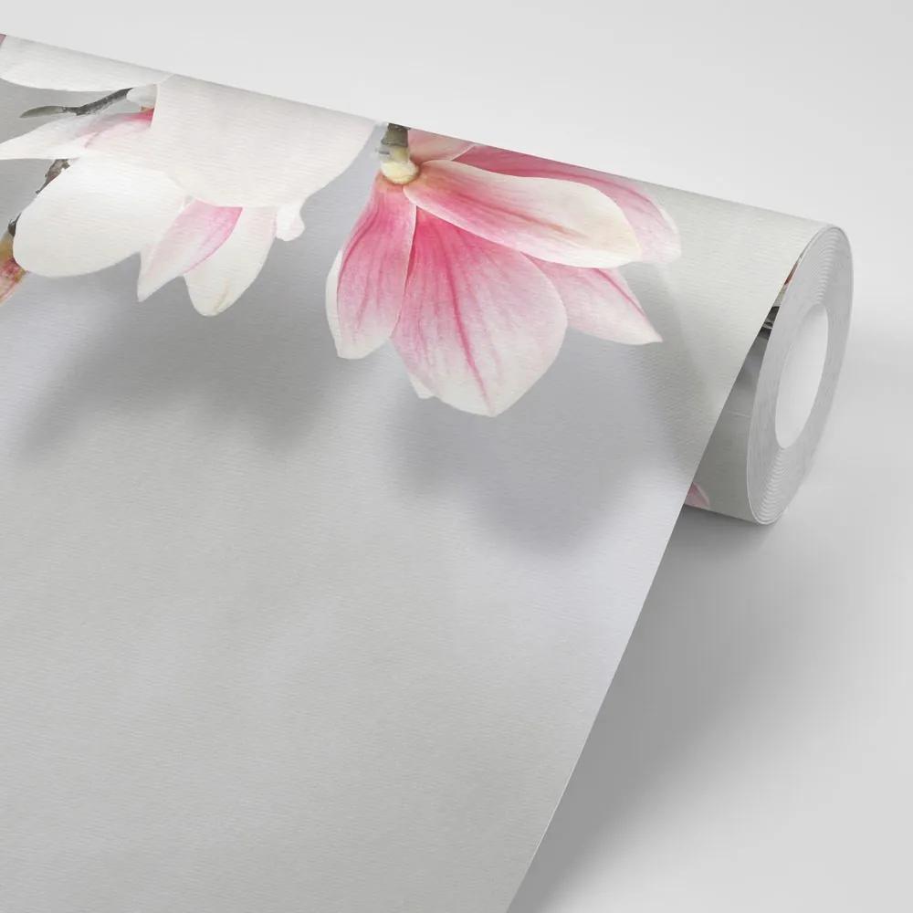 Samolepiaca tapeta nádherné biele kvety magnólie