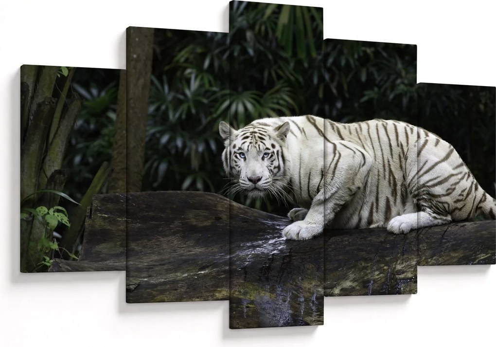 Obraz - Tiger albín (150x105 cm)