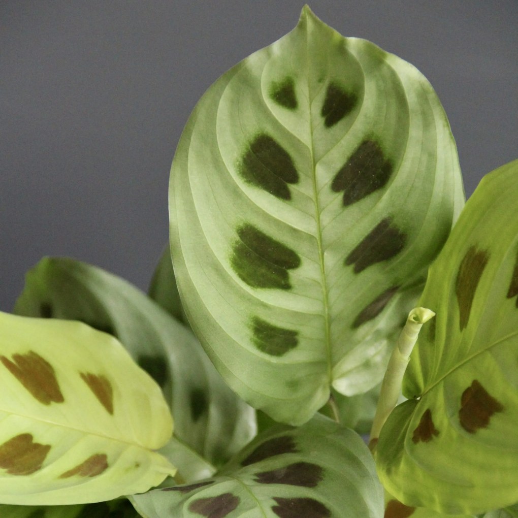 Maranta Leuconeura Kerchoveana