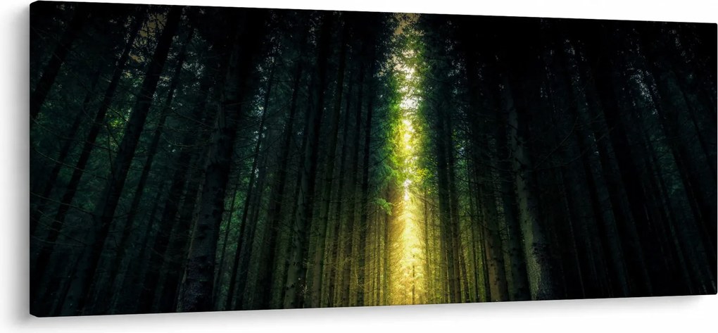 Obraz temného lesa (120x50 cm)