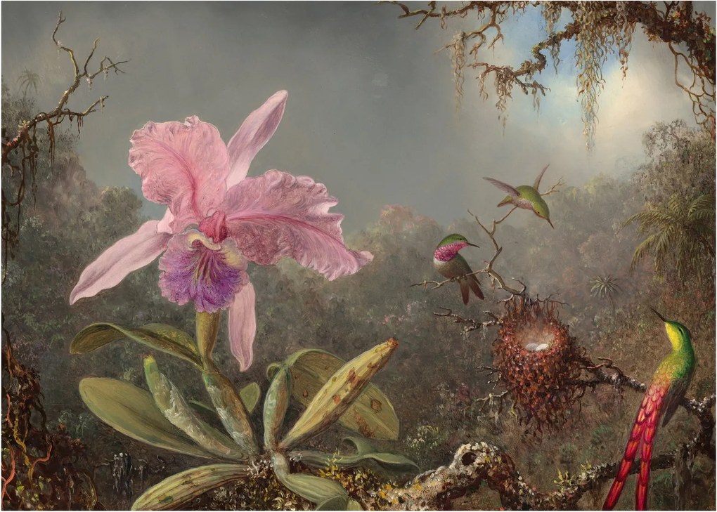 Obraz - Martin Johnson Heade, Cattleya Orchid and Three Hummingbirds, reprodukcia (70x50 cm)