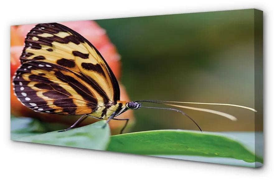 Obraz na plátne motýľ 140x70cm