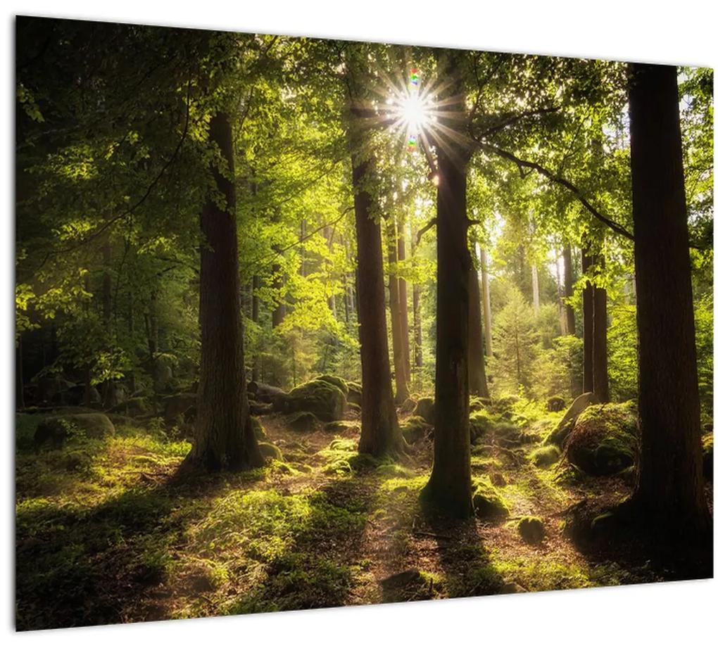 Sklenený obraz snového lesa (70x50 cm)