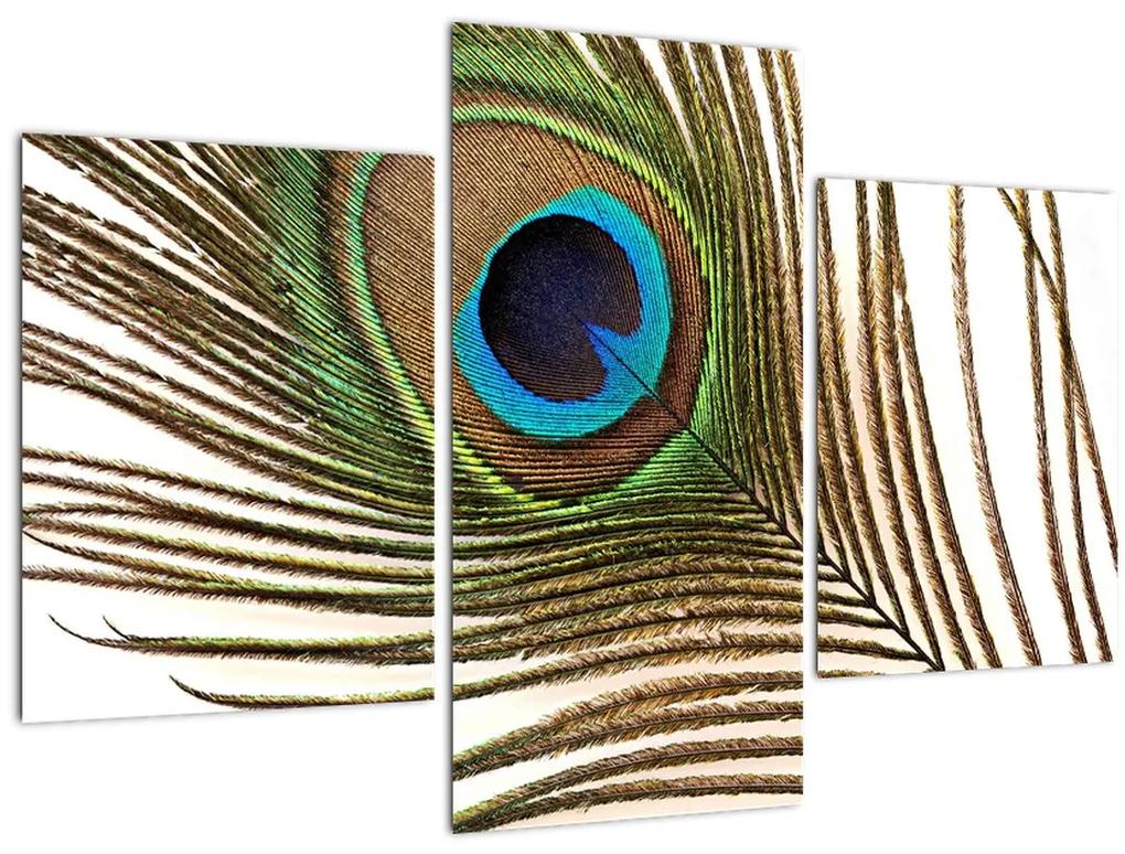 Obraz pávieho peria (90x60 cm)