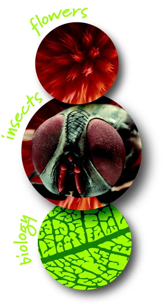 Navir – prenosný mikroskop s osvetlením – mix farieb