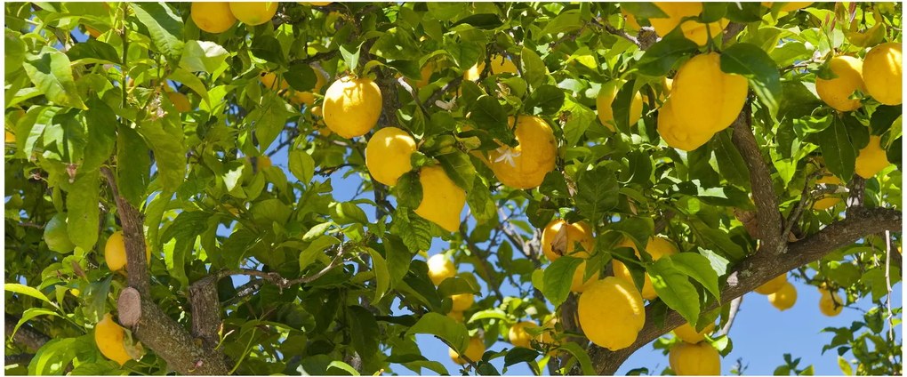 Obraz - Citrónovník (120x50 cm)