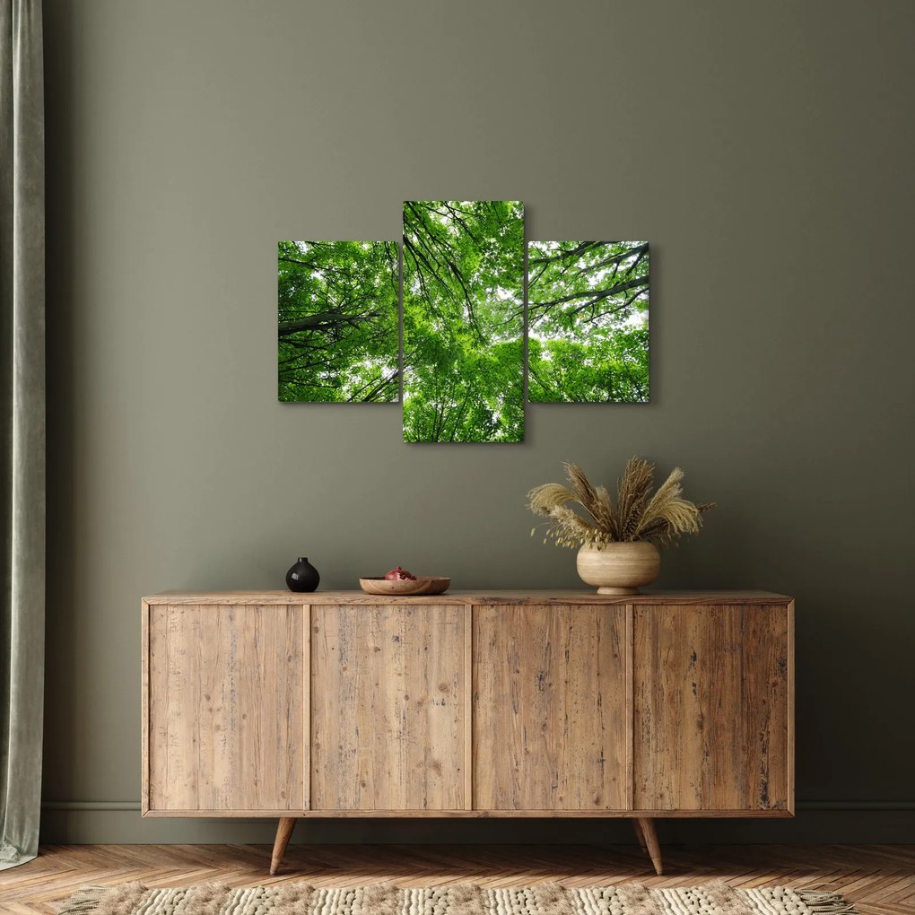 Obraz - Pohľad do korún stromov (90x60 cm)