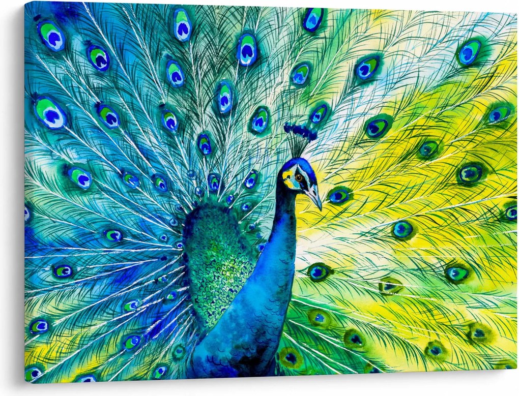 Obraz páva (70x50 cm)