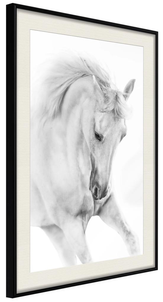Artgeist Plagát - White Horse [Poster] Veľkosť: 40x60, Verzia: Čierny rám s passe-partout