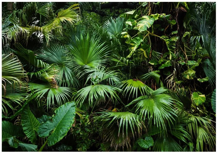 Fototapeta - Slnečná džungľa 250x175 + zadarmo lepidlo
