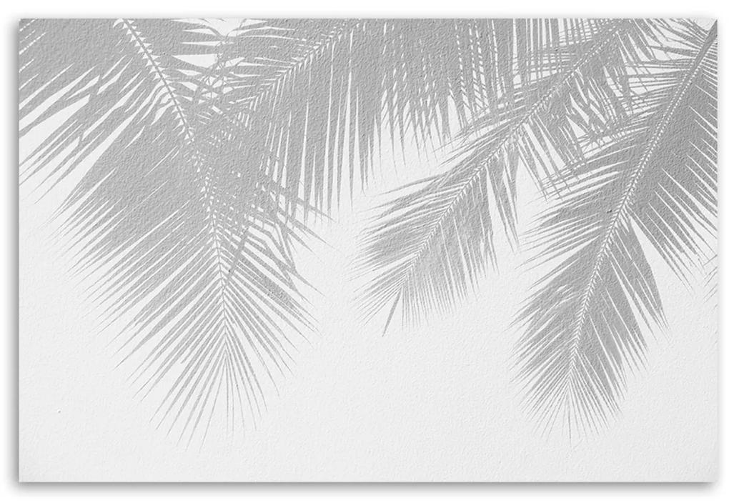 Obraz na plátně, Šedé palmové listy - 90x60 cm