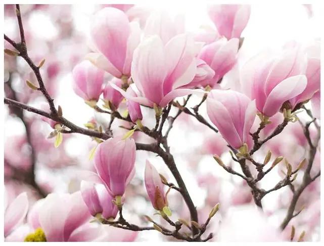 Fototapeta - Magnolia bloosom Veľkosť: 250x193, Verzia: Premium