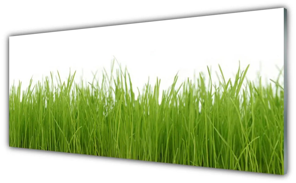 Obraz plexi Tráva rastlina príroda 125x50 cm