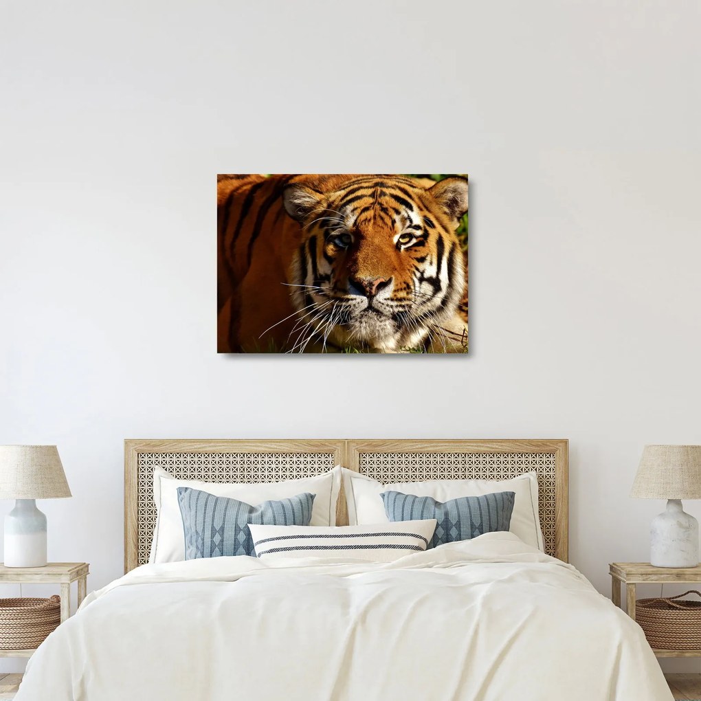 Sklenený obraz tigra (70x50 cm)