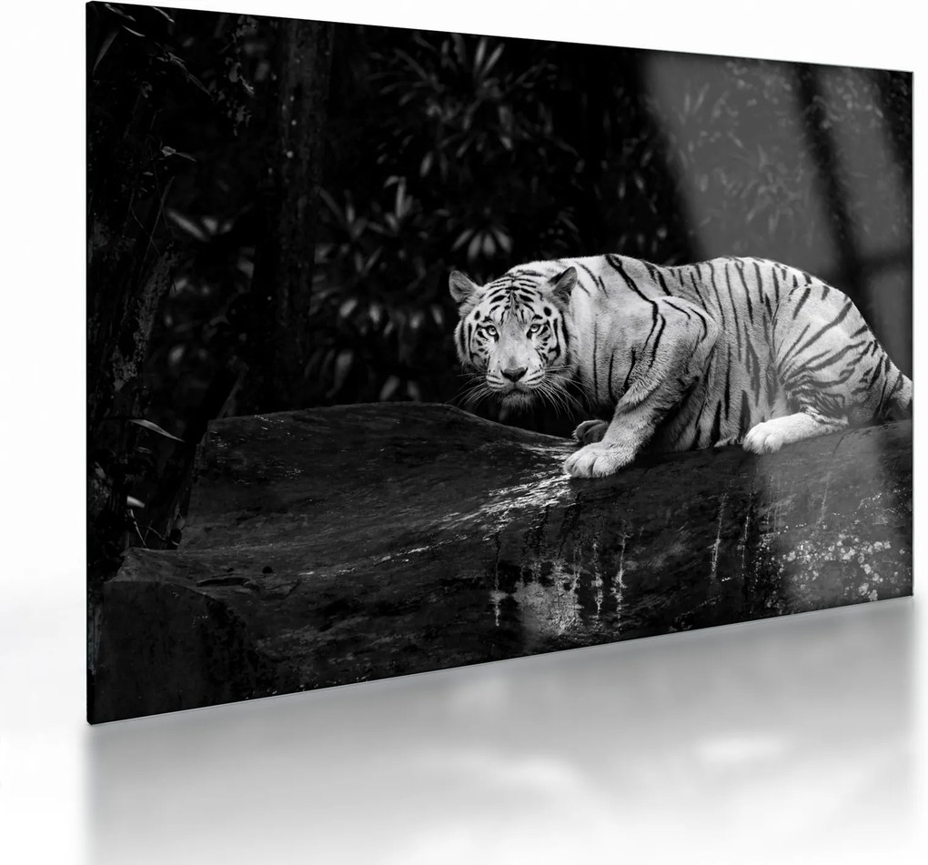 Sklenený obraz - Tiger albín, čiernobiely (70x50 cm)